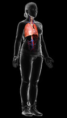 Fototapeta na wymiar 3d rendered, medically accurate illustration of a female lung anatomy