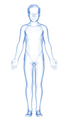 3d rendered illustration of the young boy body