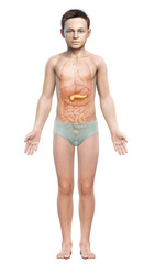 3d rendered, medically accurate illustration of a young girl pancreas