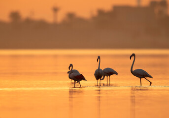 Greater Flamingos during sunrise at Tubli bay, Bahrain