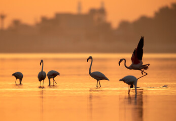 Greater Flamingos at sunrise, Bahrain