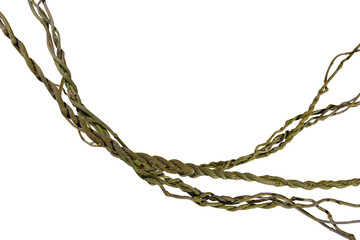 vine roots (Cayratia trifolia) liana ivy plant bush, nature frame jungle border, isolated on white background with clipping path included. Floral Desaign. HD Image and Large Resolution.