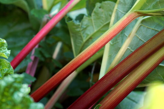 Colorful red ripe rhubarb plant n the garden