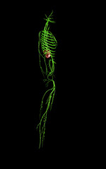 3d rendered medically accurate illustration of the lymphatic system