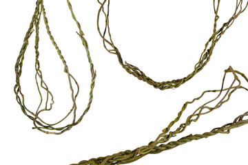 vine roots (Cayratia trifolia) liana ivy plant bush, nature frame jungle border, isolated on white background with clipping path included. Floral Desaign. HD Image and Large Resolution.