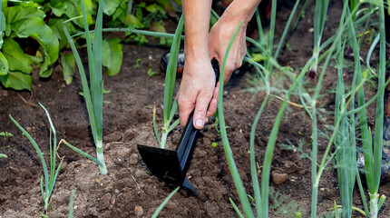 Weed Removal from Onion Beds