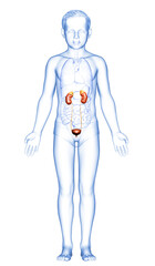 3d rendered, medically accurate illustration of the young boy kidneys anatomy