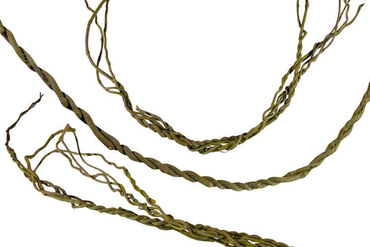 vine roots (Cayratia trifolia) liana ivy plant bush, nature frame jungle border, isolated on white background with clipping path included. Floral Desaign. HD Image and Large Resolution.