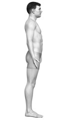 3d rendered illustration of the male body