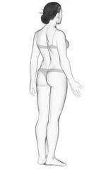 Fototapeta premium 3d rendered illustration of the female body