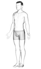3d rendered illustration of the male body