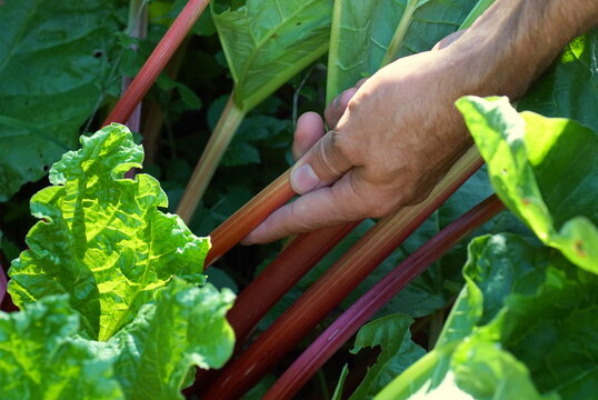 Hand picking a homegrown pieplant / rhubarb in the garden