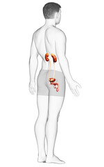 3d rendered, medically accurate illustration of the kidneys