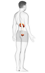 3d rendered, medically accurate illustration of the kidneys