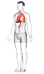 3d rendered, medically accurate illustration of a male lung anatomy