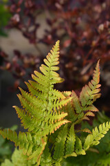 Autumn fern