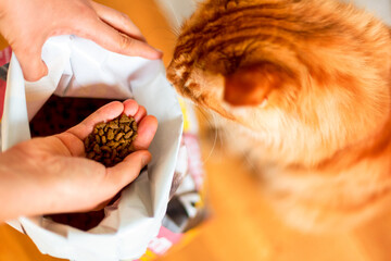 Woman hand taking cat food from big pack. Ginger cat sit near.