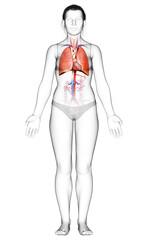 3d rendered, medically accurate illustration of a female lung anatomy