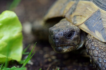 close up portrait of a greek tortoise