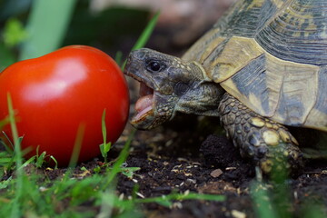 hungry greek tortoise biting into a huge tomato