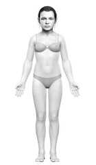 3d rendered illustration of the young Girl body
