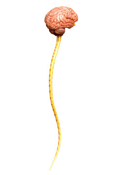 3d rendered medically accurate illustration of the brain
