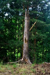 Fototapeta premium Dry tree trunk. Forest landscape.