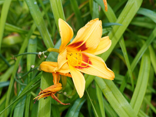 Nahaufnahme auf einer Hemerocallis-Hybride 'Bonanza' oder Taglilie mit sechs goldgelbe offen...