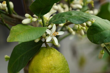 Close up of young blossoms on a lemon tree in spring. 