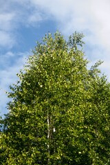 Green tree on a background of blue sky.