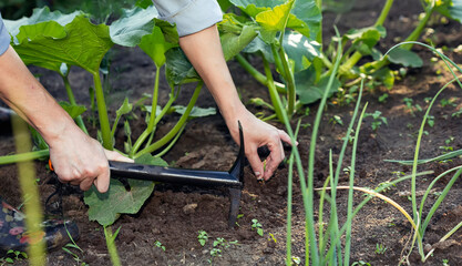 Fototapeta premium Weed Removal from Onion Beds