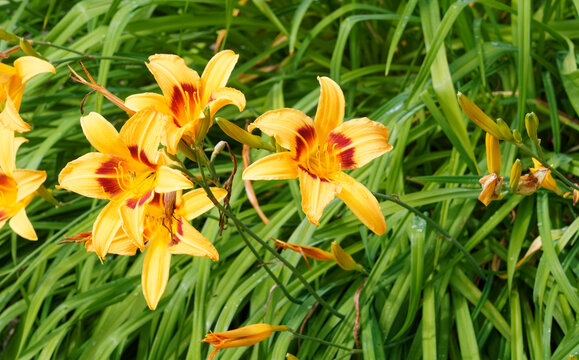 Hemerocallis-Hybriden 'Bonanza' oder Taglilien. An Hohen gebogenen St&auml;ngel mit schmale und lineare dunkelgr&uuml;n Bl&auml;tter. Eine Blume mit gelben Bl&uuml;tenbl&auml;ttern und roter mitte