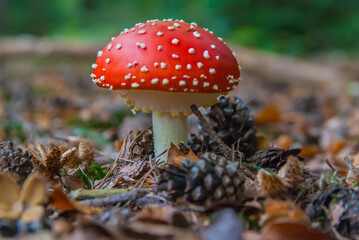 fly agaric mushroom