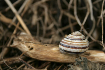snail on leaf