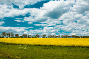 rape field with blue sky