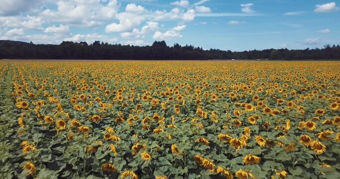 champs de tournesol en fleur en Suisse