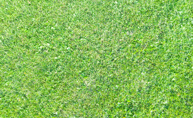 Top view of green fresh summer lawn. Aerial view from the drone. Green grass pattern and texture. Green lawn