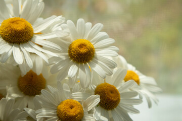 daisies in a garden