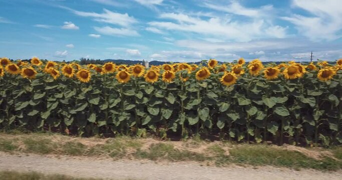 en longeant un champ de tournesol