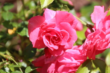 pinke rose