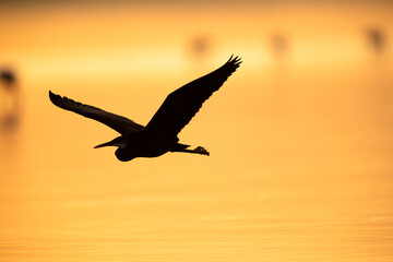 Fototapeta na wymiar Western reef heron in flight during morning hours, Bahrain