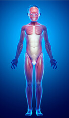 3d rendered medically accurate illustration of a young boy muscle system