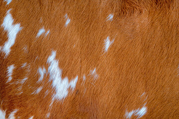 Texture of a brown Cow Coat. Fragment. White and brown spots.