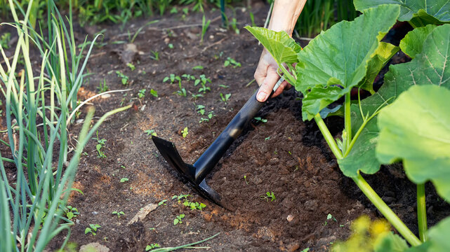 Weed Removal From Onion And Pumpkin Beds