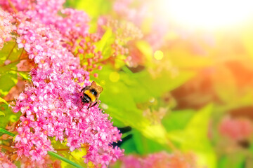 blossom flower background with bumblebee sitting on pink flowers. Botanical nature backdrop. Summer floral wallpaper. Closeup view