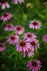 Fototapeta premium Purple echinacea flowers grow in the garden
