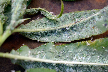 Peach twig with aphids on a rusty metal surface, top view. Aphids (Latin Aphidoidea) - a superfamily of insects of the order Hemiformes.