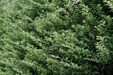 green grass background