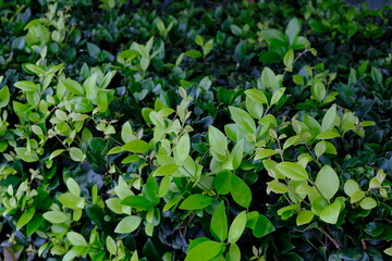 green leaves background