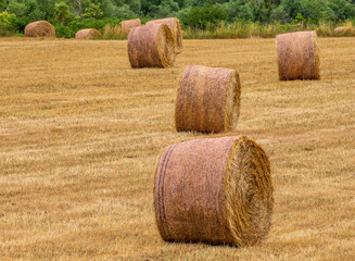 Hay bales on the field. France. Provence.